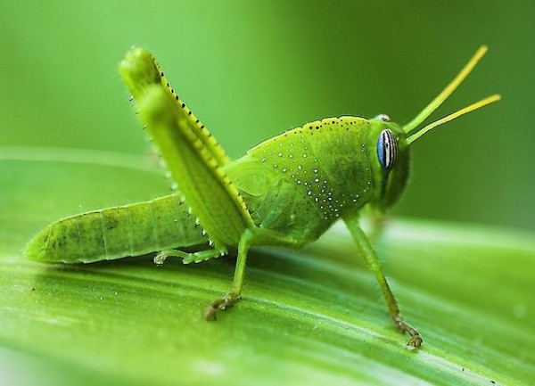 Chim chào mào ăn gì? Thức ăn giúp chim hót hay và lên lửa nhanh 13 Cào cào non giúp chim chào mào phát triển lông, căng lửa và hót hay