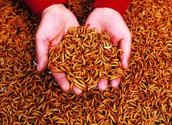 Chim chào mào ăn gì? Thức ăn giúp chim hót hay và lên lửa nhanh 14 Sâu gạo là nguồn protein giàu dinh dưỡng cho chim chào mào