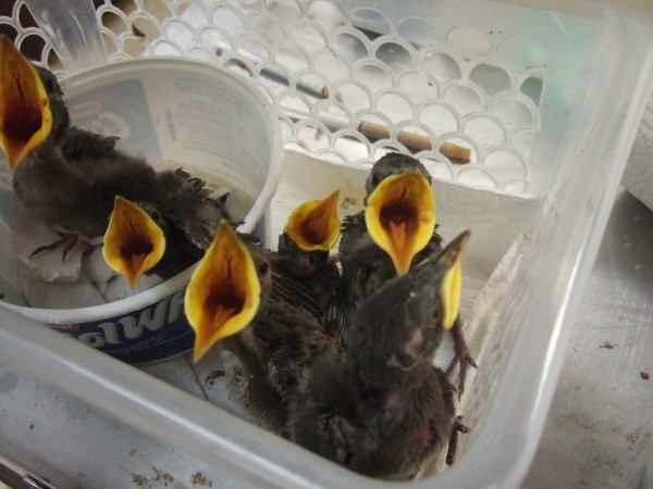 Chim chào mào ăn gì? Thức ăn giúp chim hót hay và lên lửa nhanh 15 Chim chào ăn gì trong giai đoạn chim non?