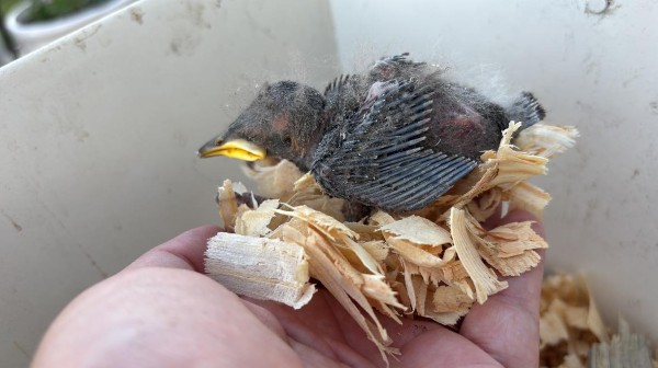 Chim chào mào ăn gì? Thức ăn giúp chim hót hay và lên lửa nhanh 16 Chim chào ăn gì trong giai đoạn thay lông?