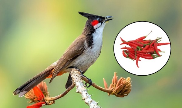 Chim chào mào ăn gì? Thức ăn giúp chim hót hay và lên lửa nhanh 18 Các câu hỏi thường gặp về vấn đề "chim chào mào ăn gì?"