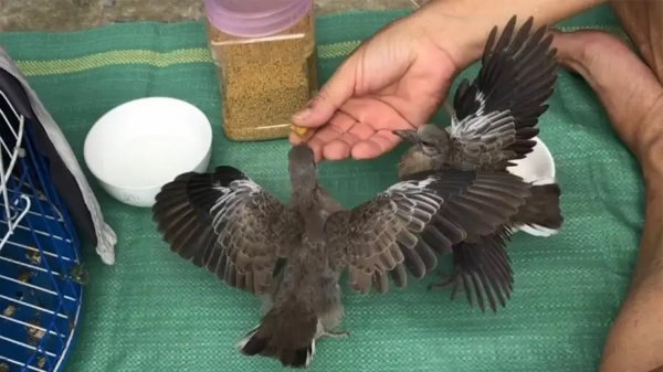 Chim cu gáy ăn gì? Chế độ dinh dưỡng dành cho cu gáy 9 chim cu gáy ăn gì? Tầm quan trọng của chế độ dinh dưỡng đối với chim cu gáy