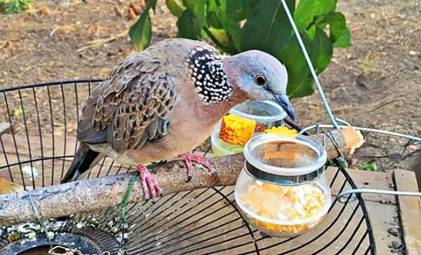 Chim cu gáy ăn gì? Chế độ dinh dưỡng dành cho cu gáy 14 Chim cu gáy ăn gì để nhanh “nổi” và gáy khỏe?