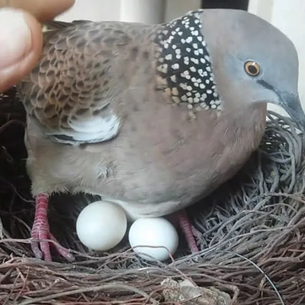 Chim cu gáy ăn gì? Chế độ dinh dưỡng dành cho cu gáy 12 Chế độ ăn đặc biệt cho chim cu gáy sinh sản