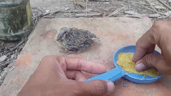 Chim cu gáy ăn gì? Chế độ dinh dưỡng dành cho cu gáy 13 Dinh dưỡng trong giai đoạn chim thay lông