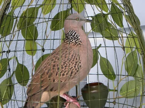 Chim cu gáy ăn gì? Chế độ dinh dưỡng dành cho cu gáy 15 Kỹ thuật huấn luyện chim gáy đều và lâu