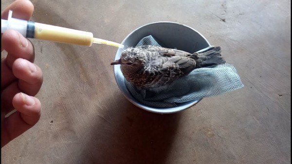 Chim cu gáy ăn gì? Chế độ dinh dưỡng dành cho cu gáy 10 Chim cu gáy ăn gì? Thức ăn dinh dưỡng cho chim non