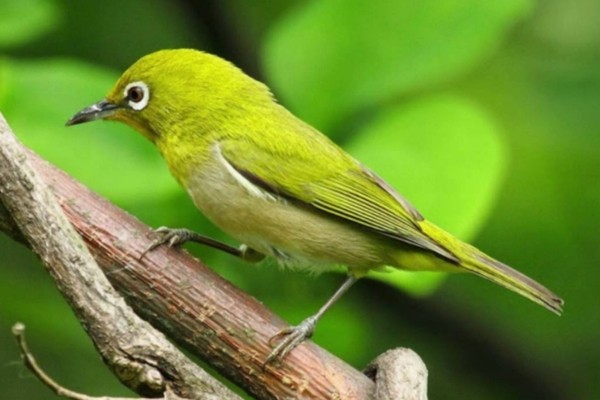 Chim khuyên ăn gì? Thức ăn giúp chim khuyên hót khỏe, lông mướt 19 Chim Vành Khuyên còn được gọi là chim khuyên hay chim sẻ cảnh