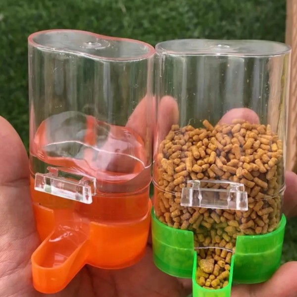 Chim khuyên ăn gì? Thức ăn giúp chim khuyên hót khỏe, lông mướt 29 Vệ sinh các dụng cụ ăn uống cho chim thường xuyên