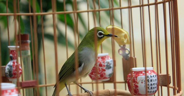 Chim khuyên ăn gì? Thức ăn giúp chim khuyên hót khỏe, lông mướt 30 Cần lưu ý khi thay đổi thức ăn cho chim khuyên