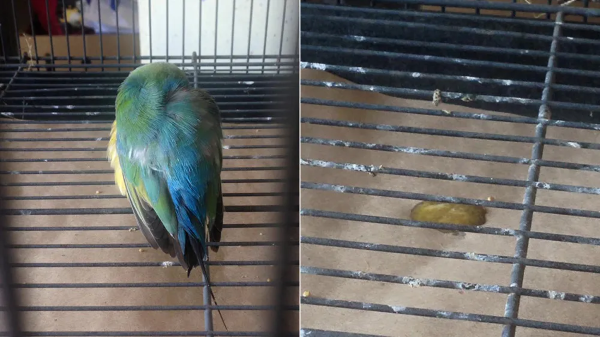 Chim khuyên ăn gì? Thức ăn giúp chim khuyên hót khỏe, lông mướt 31 Tiêu chảy là bệnh tiêu hóa phổ biến nhất ở chim vành khuyên