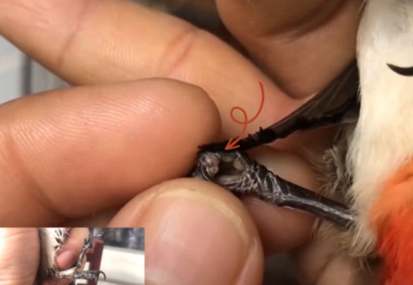 Chim khuyên ăn gì? Thức ăn giúp chim khuyên hót khỏe, lông mướt 32 Bệnh về chân của chim (sưng, đóng vảy)