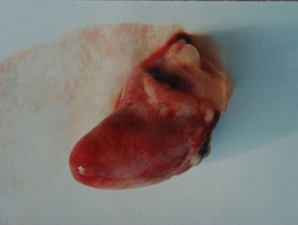 Chim khuyên ăn gì? Thức ăn giúp chim khuyên hót khỏe, lông mướt 34 Bệnh tụ huyết trùng ở chim vành khuyên