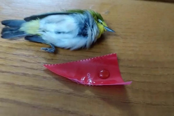 Chim khuyên ăn gì? Thức ăn giúp chim khuyên hót khỏe, lông mướt 36 Bệnh do bị sốc (Sốc nhiệt, sốc hoảng)