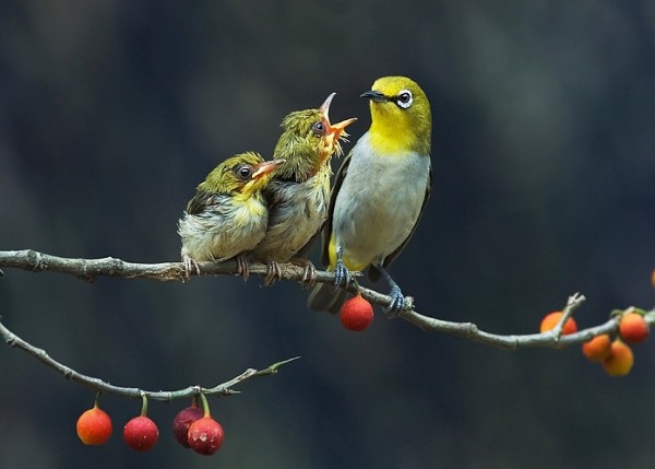 Chim khuyên ăn gì? Thức ăn giúp chim khuyên hót khỏe, lông mướt 20 Chim Khuyên ăn gì trong môi trường tự nhiên?