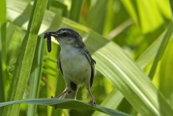 Chim khuyên ăn gì? Thức ăn giúp chim khuyên hót khỏe, lông mướt 24 Chim khuyên ăn gì để bổ sung Protein