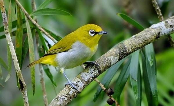 Chim khuyên ăn gì? Thức ăn giúp chim khuyên hót khỏe, lông mướt 26 Chim khuyên ăn gì khi chưa căng lửa