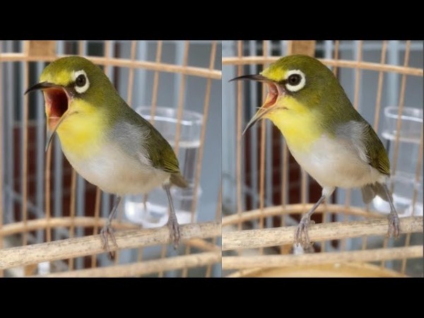 Chim khuyên ăn gì? Thức ăn giúp chim khuyên hót khỏe, lông mướt 27 Chim khuyên ăn gì để đạt độ căng lửa cao