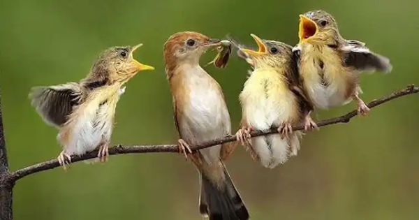 Chim sẻ ăn gì? Thức ăn giúp chim khỏe mạnh và hót líu lo 12 Chế độ dinh dưỡng là nền tảng giúp chim sẻ phát triển khỏe mạnh