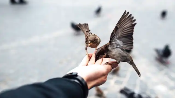 Chim sẻ ăn gì? Thức ăn giúp chim khỏe mạnh và hót líu lo 13 Chim sẻ ăn gì trong tự nhiên và khi được nuôi?