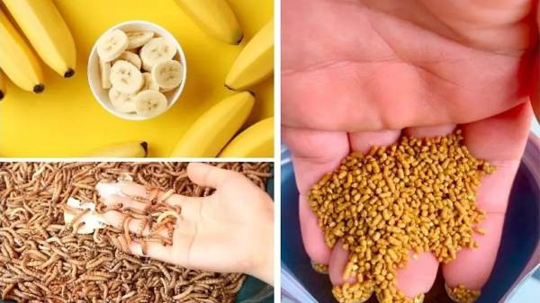 Chim sẻ ăn gì? Thức ăn giúp chim khỏe mạnh và hót líu lo 14 Thức ăn chính và thức ăn bổ sung khi nuôi chim sẻ tại nhà