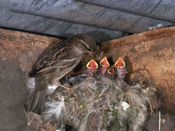 Chim sẻ ăn gì? Thức ăn giúp chim khỏe mạnh và hót líu lo 15 Chim sẻ non ăn gì? Hướng dẫn chăm sóc đặc biệt