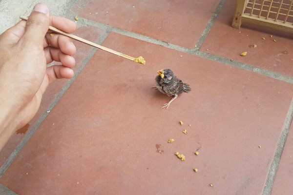 Chim sẻ ăn gì? Thức ăn giúp chim khỏe mạnh và hót líu lo 16 Chế độ ăn cho chim sẻ khỏe mạnh toàn diện