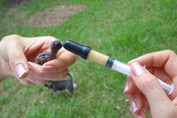 Chim sẻ ăn gì? Thức ăn giúp chim khỏe mạnh và hót líu lo 18 Chế độ ăn cho chim non mau lớn, cứng cáp