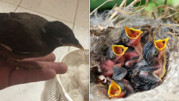 Chim yểng ăn gì? Cách cho ăn đúng để chim nói nhiều và phát triển 22 Chim yểng ăn gì? Cách cho chim yểng ăn đúng giúp chim phát triển khỏe mạnh