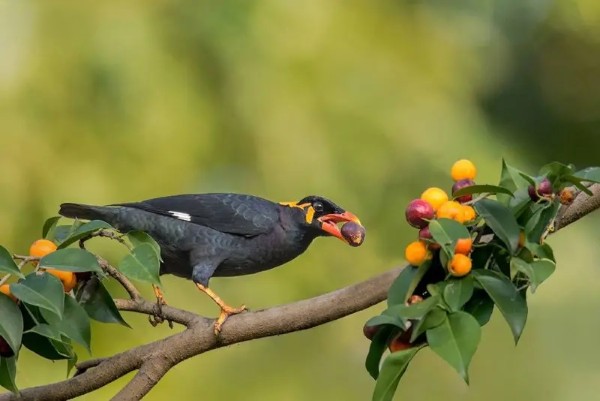 Chim yểng ăn gì? Cách cho ăn đúng để chim nói nhiều và phát triển 12 chim yểng chủ yếu ăn các loại hoa quả chín mọng