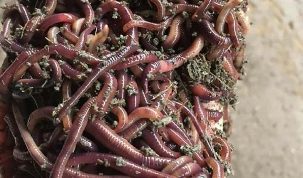 Chim yểng ăn gì? Cách cho ăn đúng để chim nói nhiều và phát triển 17 Mồi tười là nguồn Protein không thể thiếu cho chim yểng