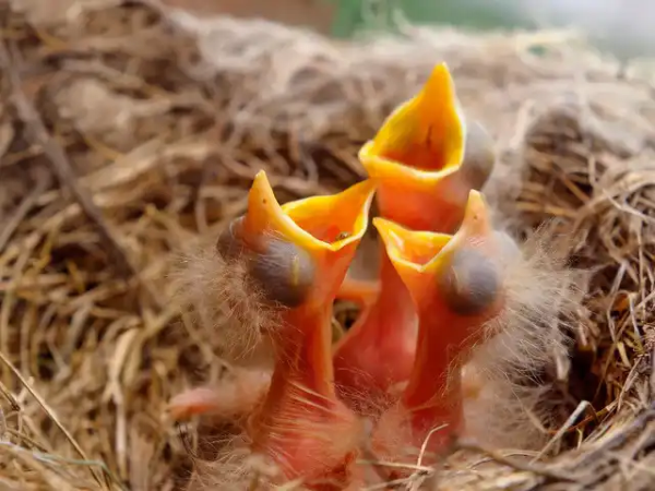 Chim yểng ăn gì? Cách cho ăn đúng để chim nói nhiều và phát triển 19 Chế độ dinh dưỡng dành cho chim yểng non