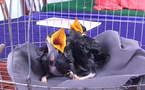 Chim yểng ăn gì? Cách cho ăn đúng để chim nói nhiều và phát triển 20 Chế độ ăn dành cho chim yểng đang thay lông