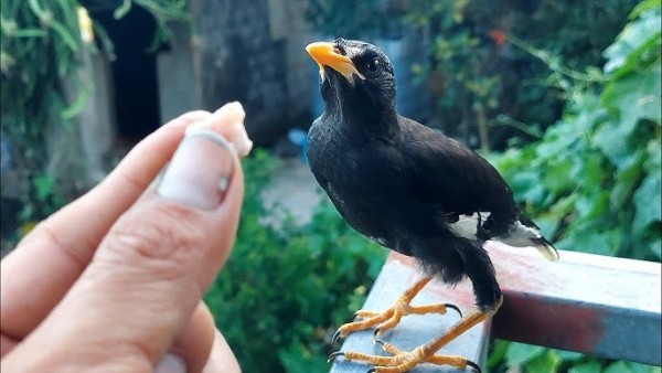 Chim sáo ăn gì? Thức ăn giúp chim nói hay và khỏe mạnh 22 Các loại thực phẩm không nên cho chim sáo ăn