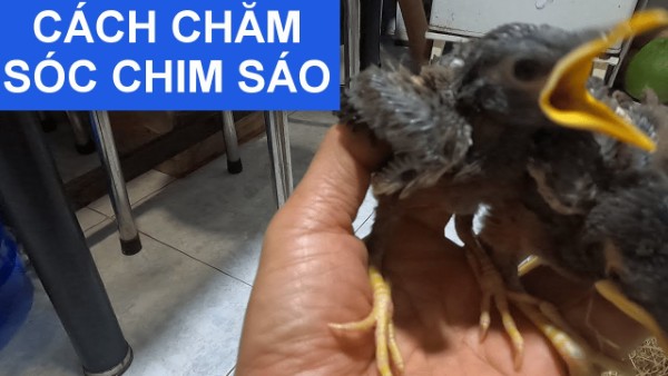 Chim sáo ăn gì? Thức ăn giúp chim nói hay và khỏe mạnh 23 Cách chăm sóc dinh dưỡng cho chim sáo giúp chim phát triển toàn diện