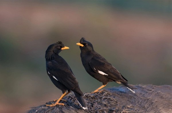 Chim sáo ăn gì? Thức ăn giúp chim nói hay và khỏe mạnh 24 Các câu hỏi thường gặp về vấn đề "chim sáo ăn gì?"