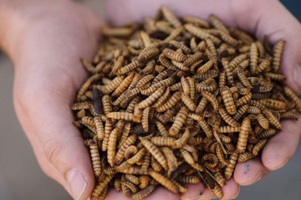 Chim sáo ăn gì? Thức ăn giúp chim nói hay và khỏe mạnh 13 Côn trùng nguồn thức ăn chính và quan trọng dành cho chim sáo