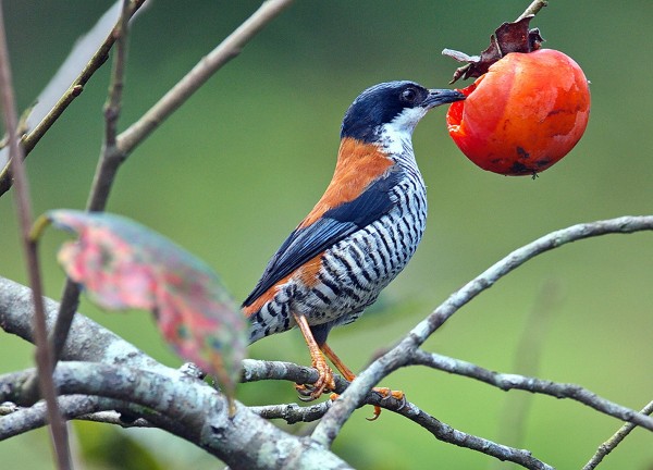 Chim sáo ăn gì? Thức ăn giúp chim nói hay và khỏe mạnh 14 Chim sáo ăn trái cây và hạt như một nguồn thức ăn phụ giúp tăng cường sức khỏe