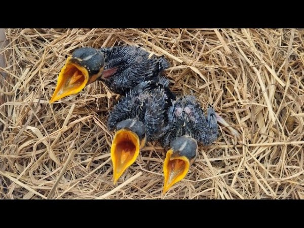 Chim sáo ăn gì? Thức ăn giúp chim nói hay và khỏe mạnh 19 Chế độ ăn cho chim sáo non