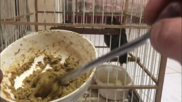 Chim sáo ăn gì? Thức ăn giúp chim nói hay và khỏe mạnh 20 Chế độ ăn cho chim sáo tập ăn