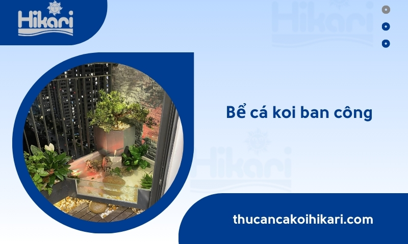 Bể cá koi ban công