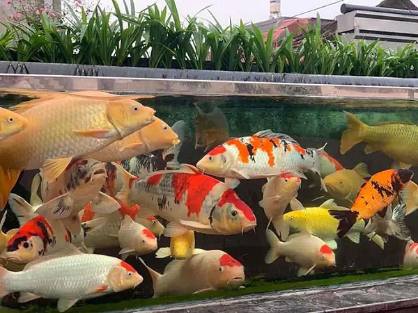 Thiết kế bể cá koi bằng kính chuẩn đẹp: Yếu tố kỹ thuật và thẩm mỹ 11 Hệ thống lọc nước là “trái tim” của chiếc bể cá koi bằng kính, giúp duy trì chất lượng nước luôn sạch sẽ