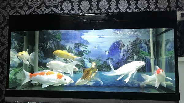 Thiết kế bể cá koi bằng kính chuẩn đẹp: Yếu tố kỹ thuật và thẩm mỹ 12 Vẻ đẹp của bể cá koi bằng kính không chỉ nằm ở chất lượng vật liệu mà còn trong cách bố trí