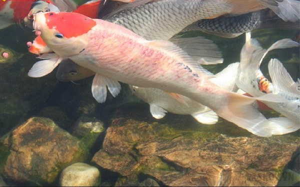 Cá Koi bị nổi mụn: Nguyên nhân, cách nhận biết và trị dứt điểm hiệu quả 10 Cá koi bị nổi mụn thường có các biểu hiện khác kèm theo như giảm hoạt động, bỏ ăn hoặc bơi lội bất thường.