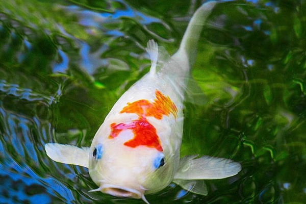 Cá Koi bị nổi mụn: Nguyên nhân, cách nhận biết và trị dứt điểm hiệu quả 11 Chất lượng nước kém là nguyên nhân phổ biến nhất gây ra các vấn đề về da, dẫn đến nổi mụn ở cá