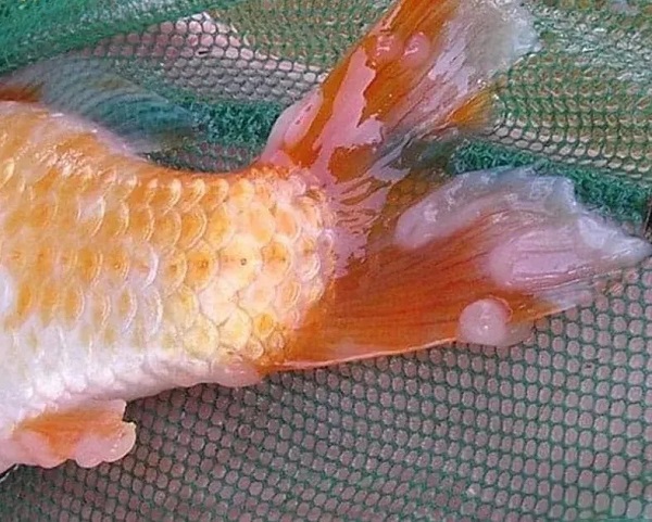 Cá Koi bị nổi mụn: Nguyên nhân, cách nhận biết và trị dứt điểm hiệu quả 12 Ký sinh trùng và nấm là hai tác nhân hay gặp nhất khiến cá koi bị nổi mụn