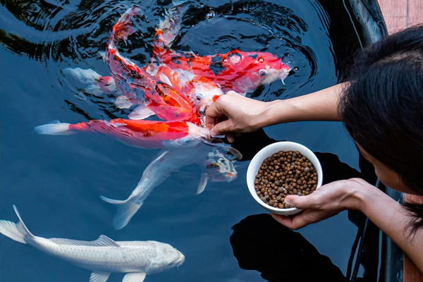 Cá Koi bị nổi mụn: Nguyên nhân, cách nhận biết và trị dứt điểm hiệu quả 13 Chất lượng thức ăn mỗi ngày đóng vai trò cực kỳ quan trọng trong sức khỏe cá koi