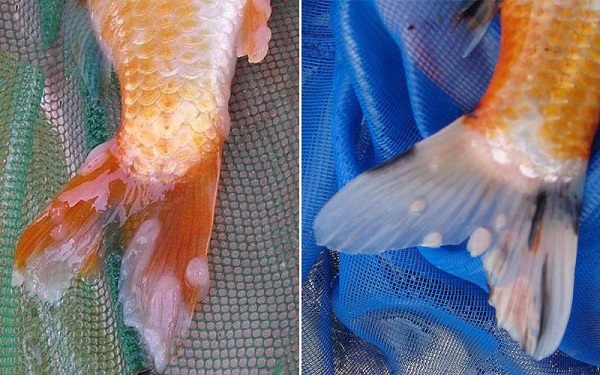 Cá Koi bị nổi mụn: Nguyên nhân, cách nhận biết và trị dứt điểm hiệu quả 9 Cá koi xuất hiện các mụn nhỏ nổi trên cơ thể