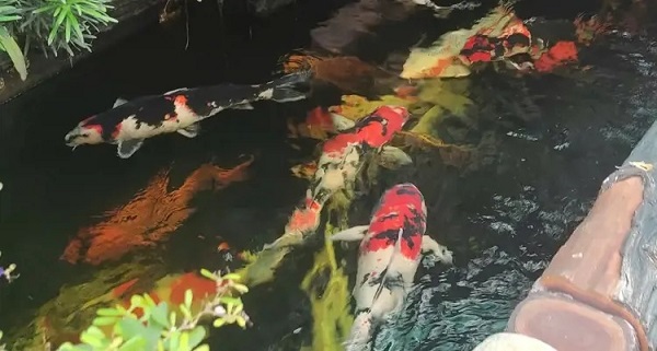 Cá Koi bị thối đuôi: Dấu hiệu, nguyên nhân gây bệnh và cách điều trị 8 Chất lượng nước là yếu tố quyết định hàng đầu ảnh hưởng đến sức khỏe của cá koi