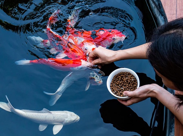 Cá Koi bị thối đuôi: Dấu hiệu, nguyên nhân gây bệnh và cách điều trị 11 Tăng cường khả năng miễn dịch cho cá koi